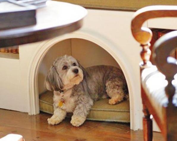 狗狗换毛季秃了,狗狗换毛期身上长斑怎么回事