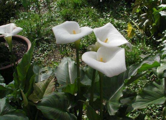 马蹄莲的养殖方法和注意事项,马蹄莲养殖技术方法和注意事项