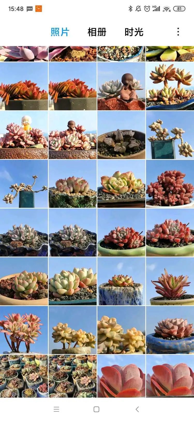 遇见多肉感恩生命中所有的相识,爱上多肉是个压力山大的事