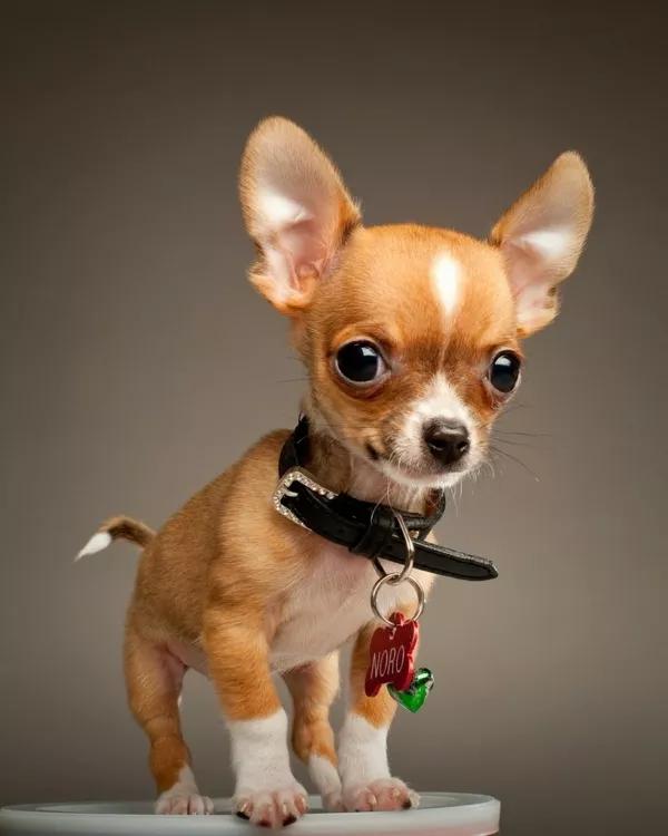 什么样的吉娃娃长不大,吉娃娃品种对比