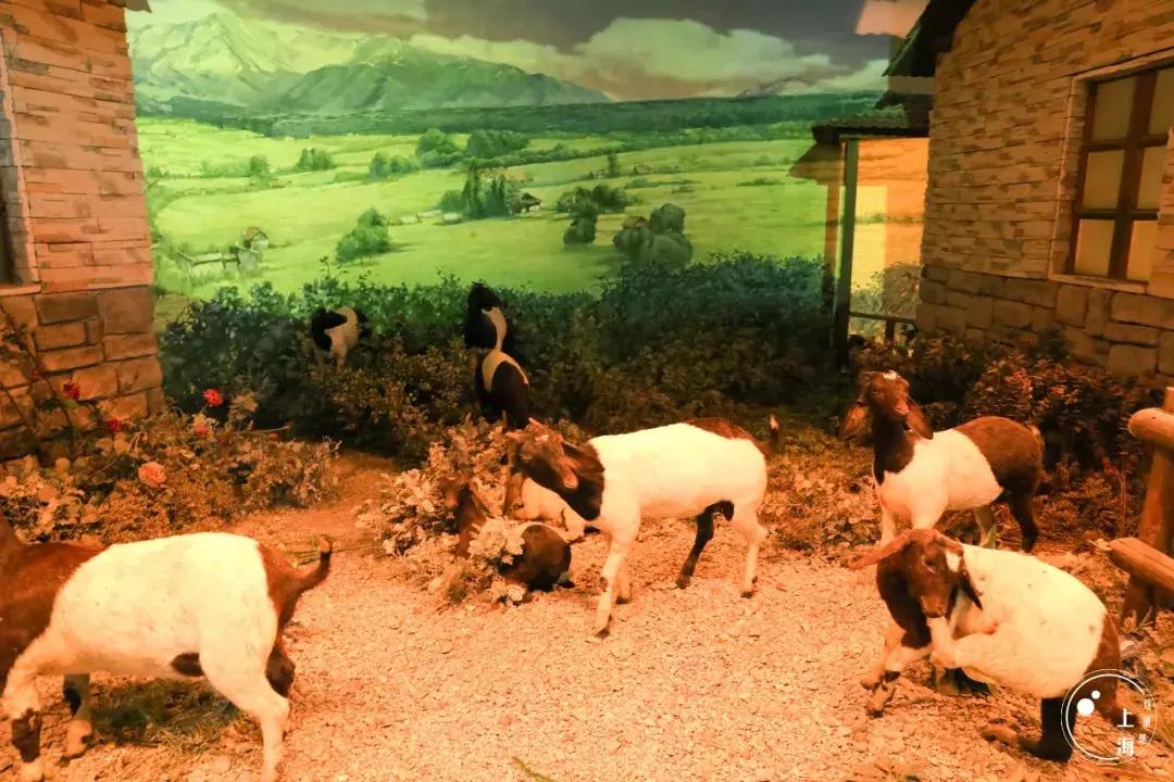 整个上海都是繁华的吗,上海一座美丽的魔都