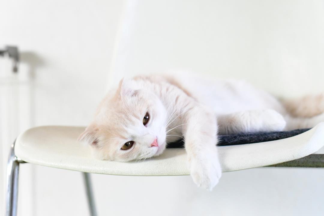 宠物母猫生产前有何反应,母猫生完崽后有点焦躁该怎么解决