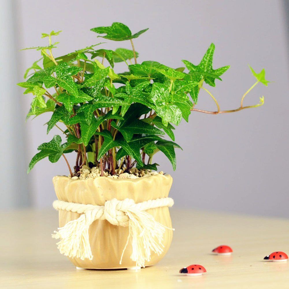 常春藤用什么样的盆好看,常春藤用深盆还是浅盆好