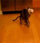 狗吃了柚子会怎样,狗吃柚子吐了