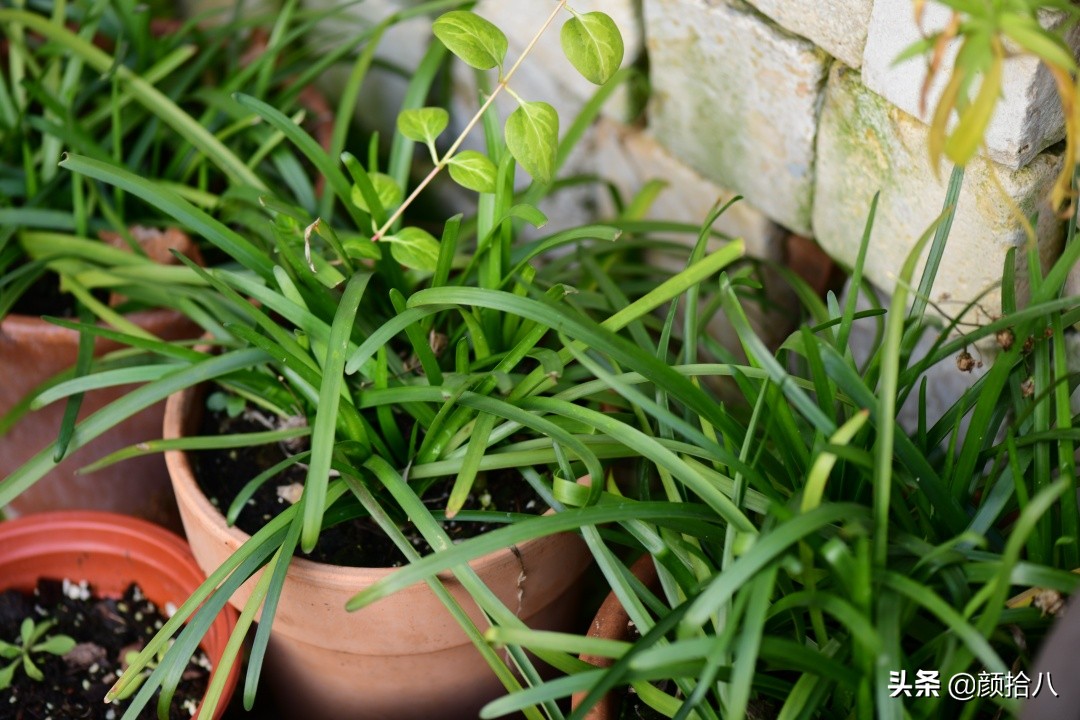 零下9度来袭，花园里的绿色是那么动人|园丁