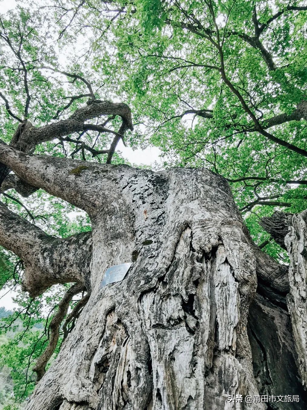 千年古樟树福建仙游,樟树千年古香樟