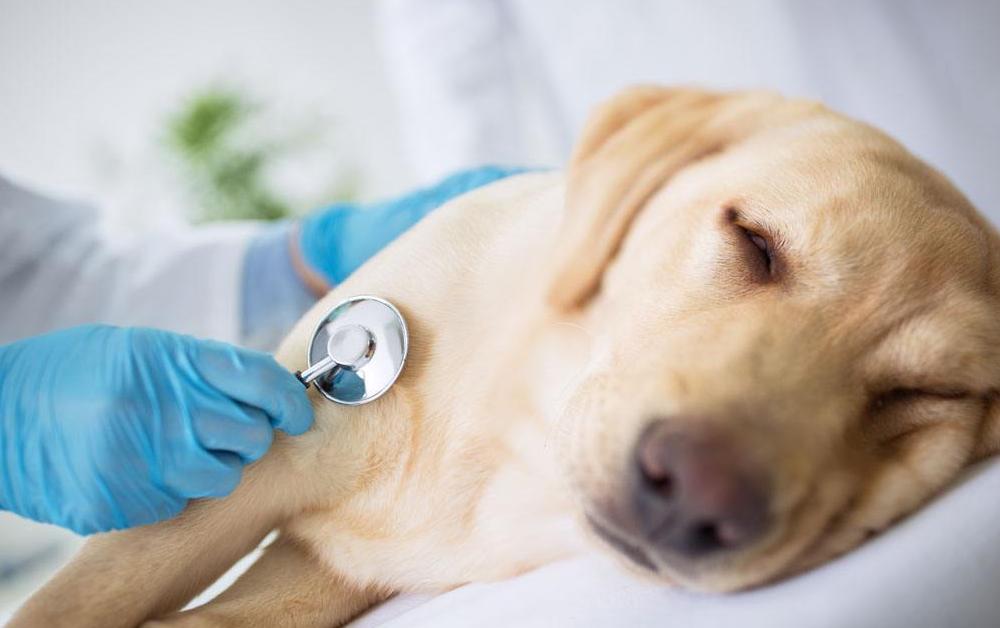 狗狗几个月可以看出来凶不凶,狗狗也能从视觉判断事物