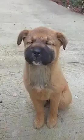 农村喜欢养的土狗,如何养土狗最便宜