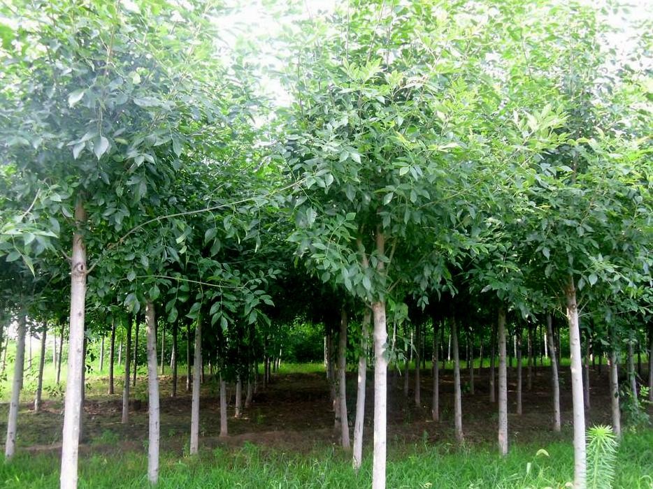 速生金叶白蜡,丛生白蜡的培育技术