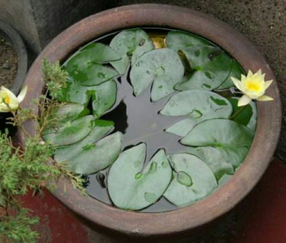 睡莲怎么养才有开花的现象,睡莲在室内如何养护才能快速开花