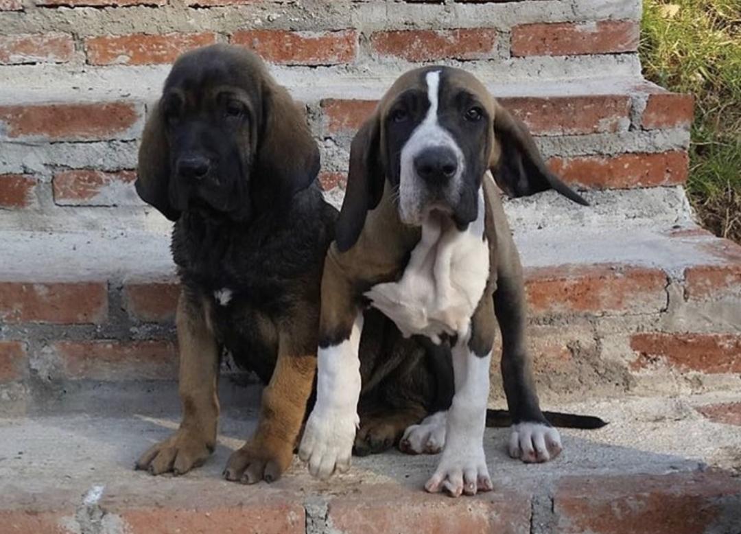 萌犬犬种,萌犬二十种名称