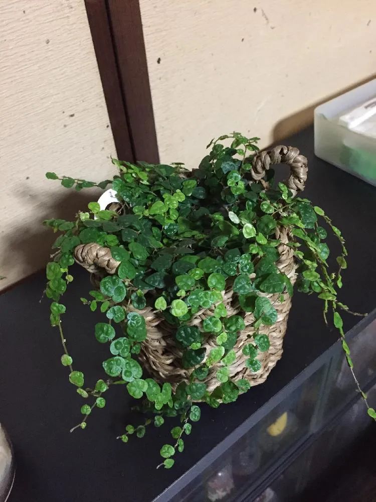 常见的榕属植物,美如画的树