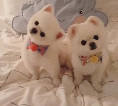 狗界颜值天花板萨摩耶,比熊泰迪萨摩耶哪个颜值高