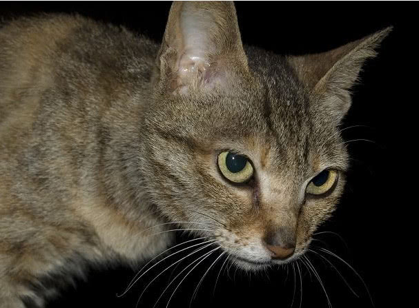 猫咪半夜猫叫怎么解决,怎么防止猫咪晚上乱叫