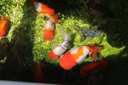 大鱼缸里养金鱼不打氧气能活吗,金鱼养在鱼缸里为什么不死