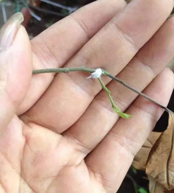 水养花怎么杀虫最快,三角梅生虫自制杀虫水