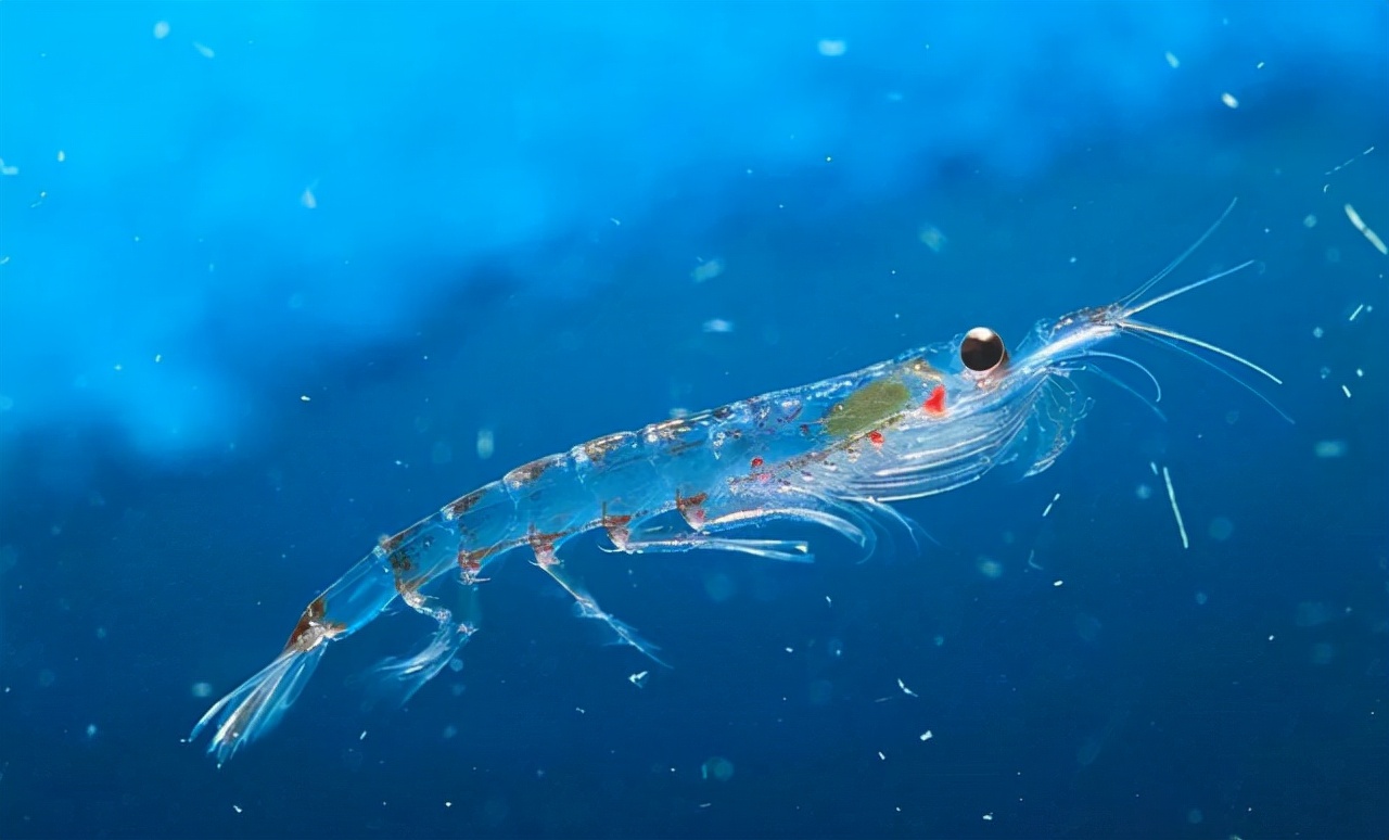 南极磷虾比粮食还要多,南极磷虾有多少