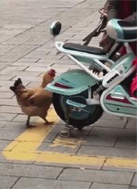 搞笑gif开心一刻原来高手在民间,搞笑gif开心一刻我受了太多的委屈