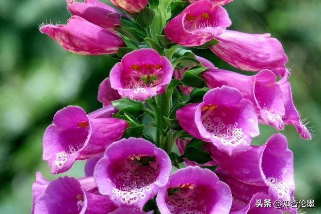 一次种植多年受益的中药材品种,种植什么中药材最赚钱