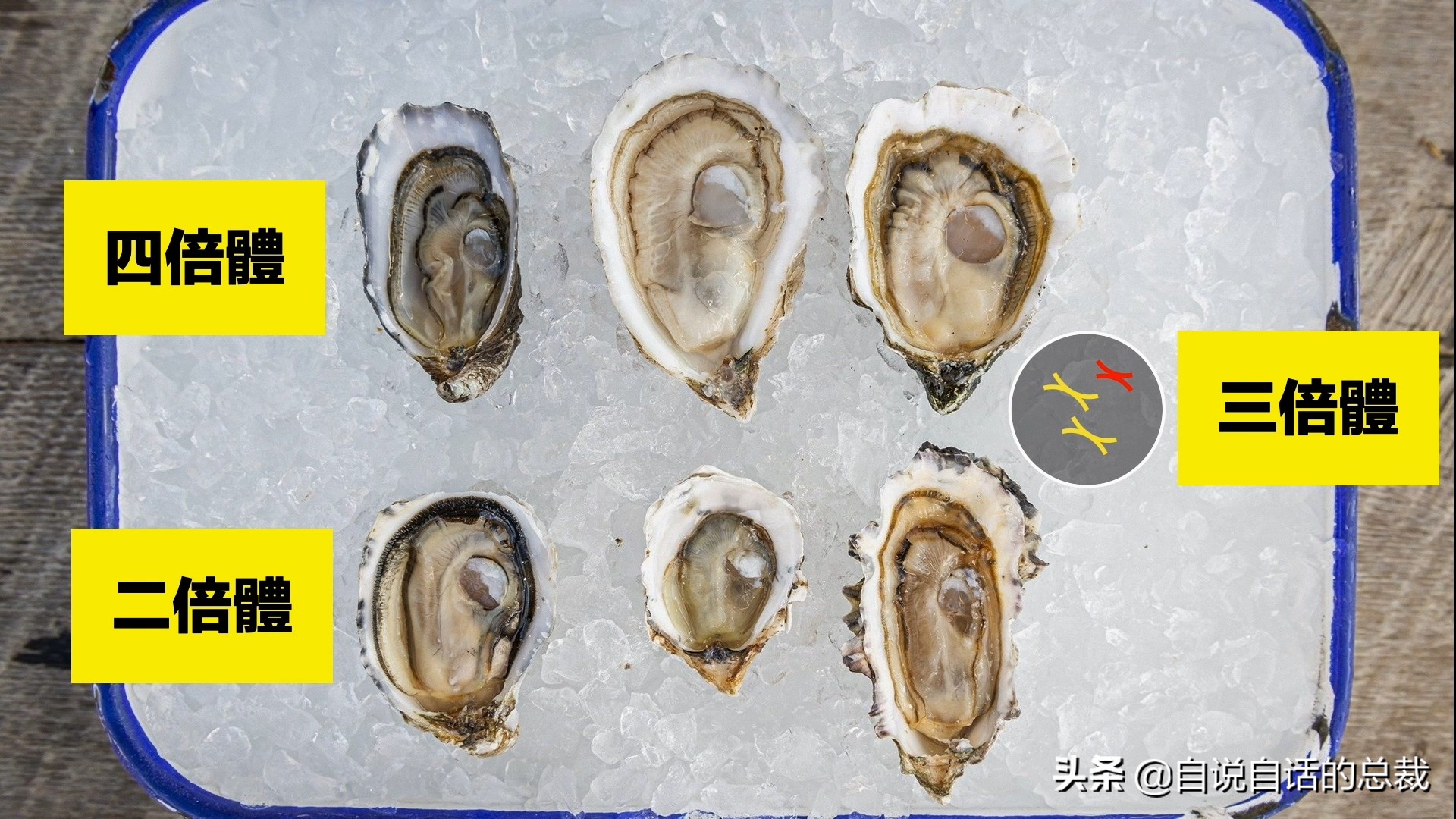 蛏子与小人蚬的区别,贻贝蛤蜊有什么区别