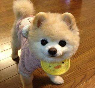 狗发病症状及治疗方法,狗的正确治疗方法