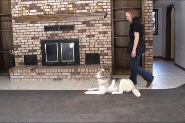 都说哈士奇不能当警犬，但有民警偏要试一试