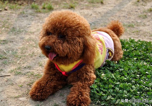 只因为一片驱虫药，就要了一条小泰迪的生命，主人后悔莫及