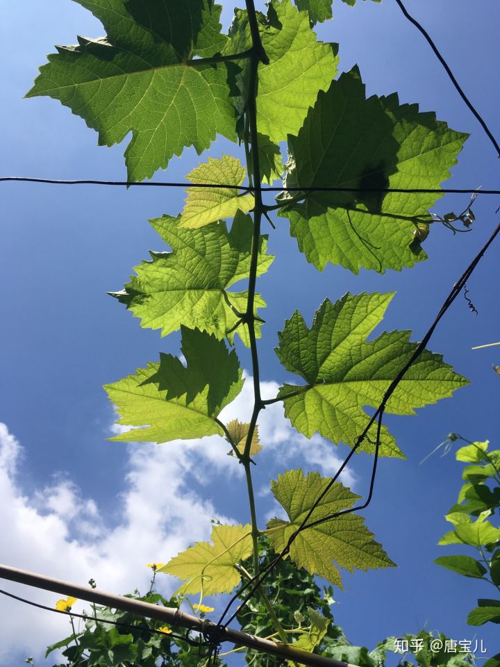 如何提升花种成活率,花种种植生活小技巧