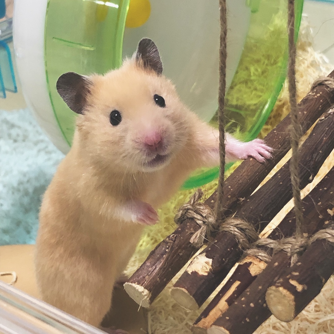 仓鼠不爱吃鼠粮，却特爱吃自己的粑粑，这又是怎么回事呢？