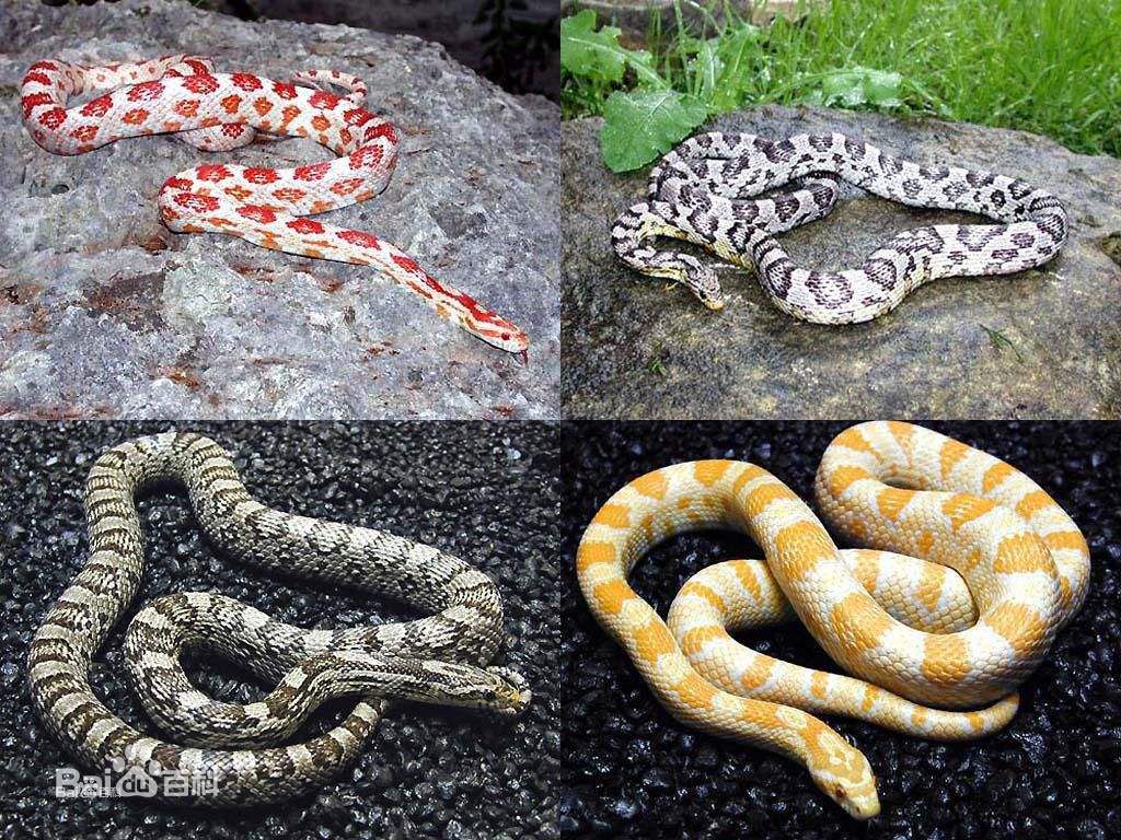 冷血精神病有感情吗,冷血精神病治疗