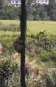 流浪小猫被丢弃遇见好心人被收养,流浪小猫蜷缩在马路小伙暖心救助