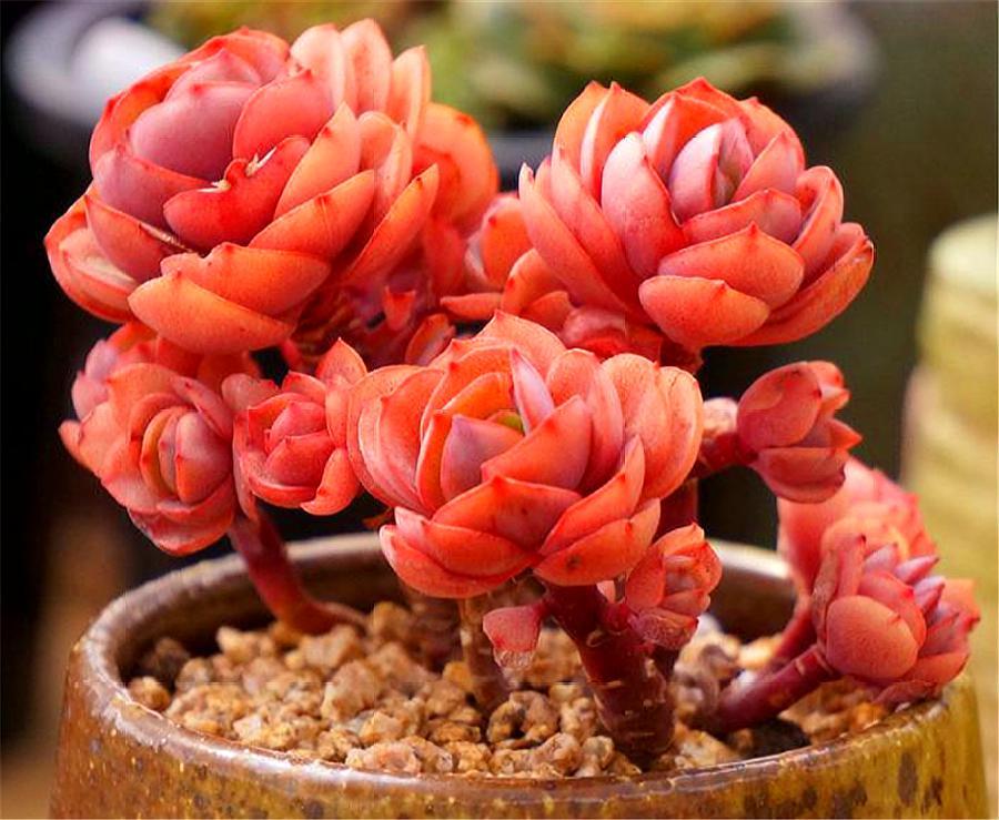 大叶子秀妍叶子徒长怎么办,多肉秀妍叶子一半枯萎