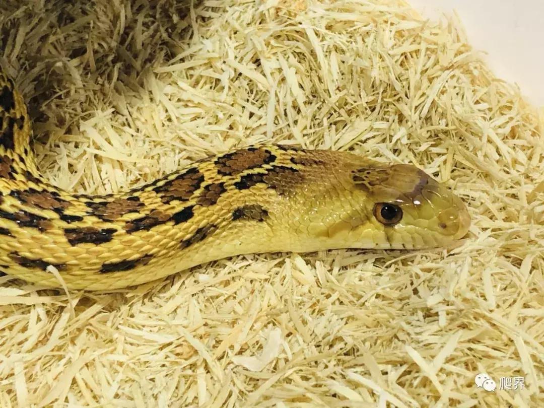 湛江爬宠店,深圳爬宠店在哪里