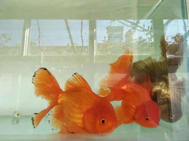 金鱼头部上有白点是什么病,金鱼头上有白点一定是病么