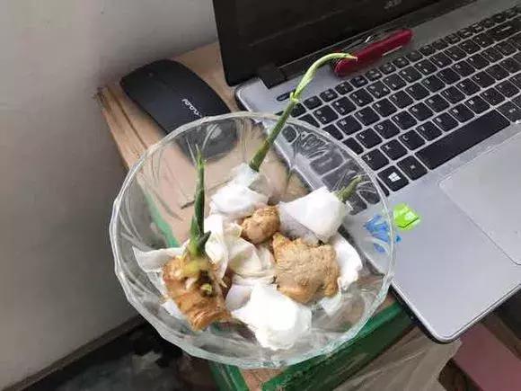 这6种菜根不要丢,哪4种菜根不能丢在家盆栽