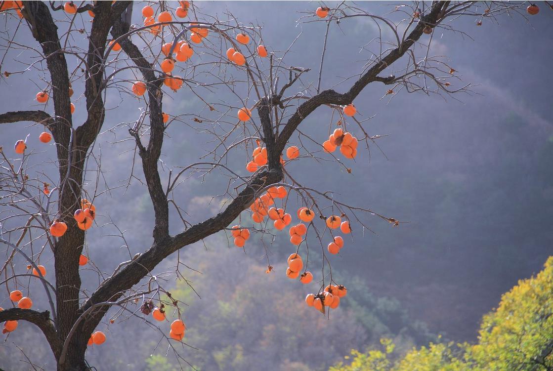 影像记录｜遇见最后一抹秋色——承德兴隆陡子峪乡蜂洞子