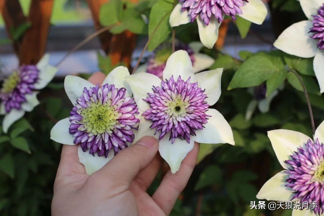 别人做梦都想要的花墙，他早就用铁线莲实现了