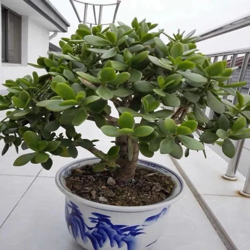 养花镇宅,养花知识大全什么植物能镇宅