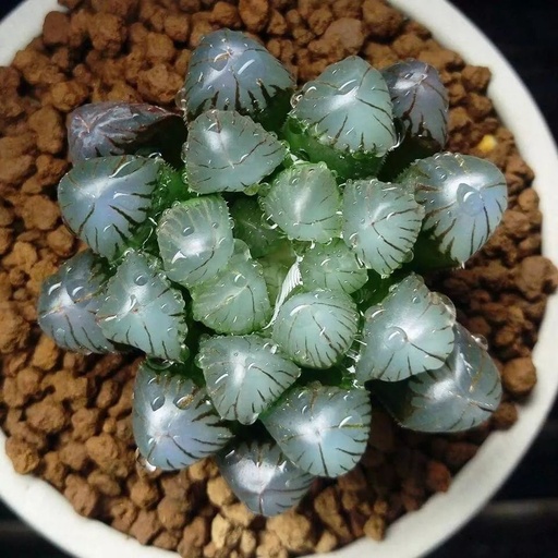 世界十大花卉排行榜名单,世界十大名贵花草