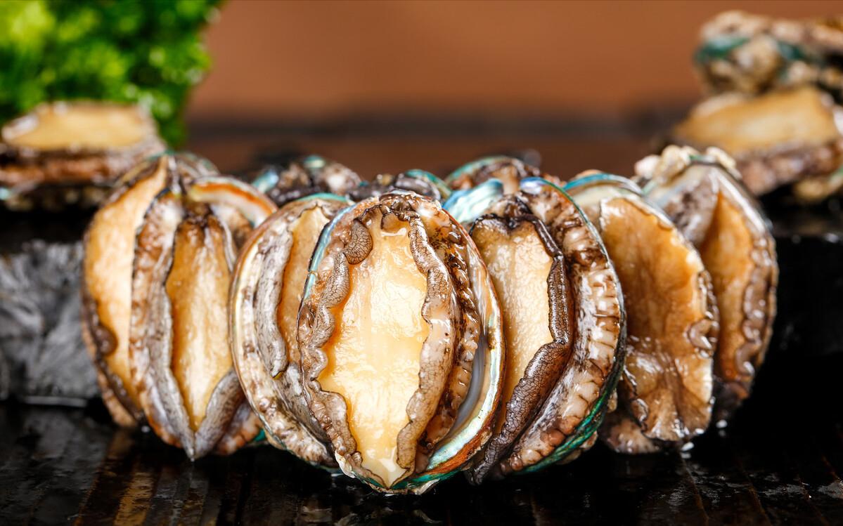 鲍鱼养殖致富经,人工养殖大鲍鱼