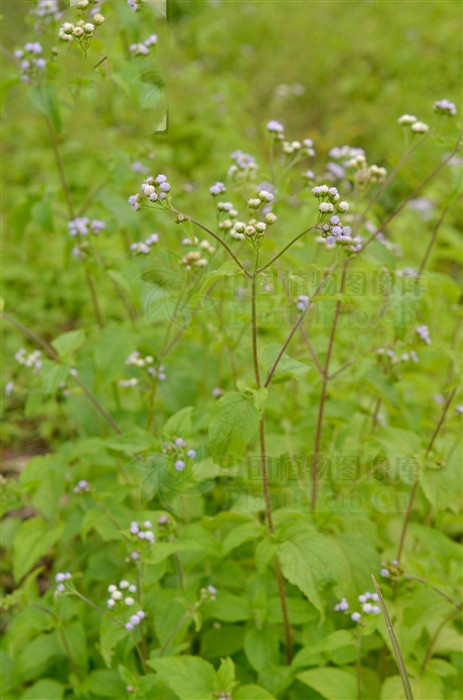胜红蓟，见过吗？内治咽喉肿痛、口舌生疮；外用治湿疹、鹅口疮