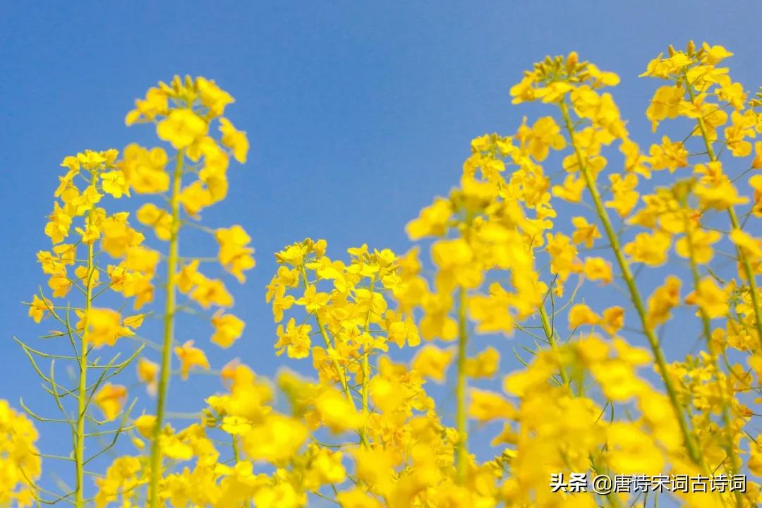 昨夜春风至堂前,昨夜春风花满枝