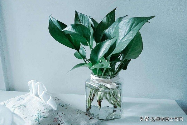 可水培土培的植物有哪些,水培植物土培转水培