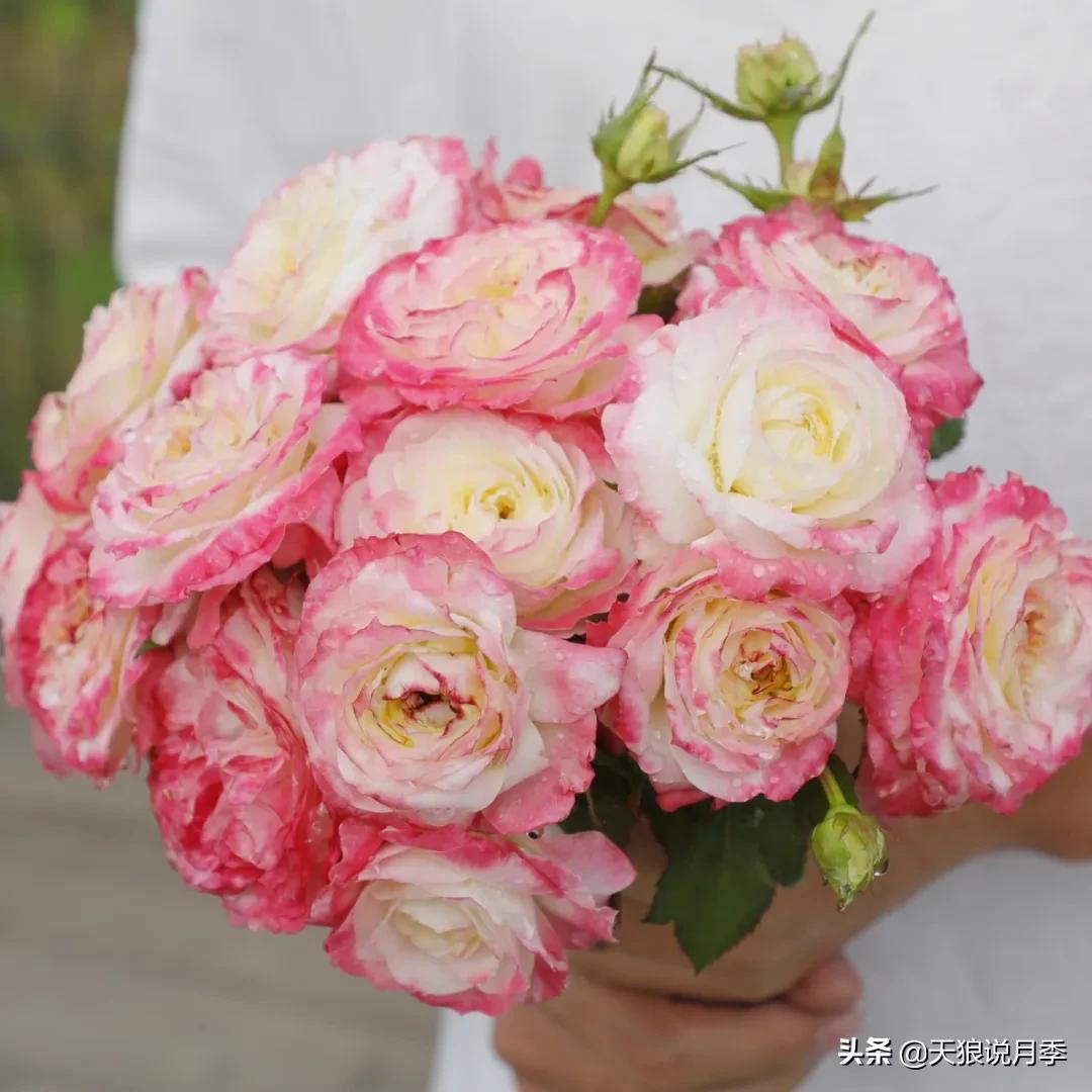 不容易，天狼自育终于打折了！空蒙只要50不到！