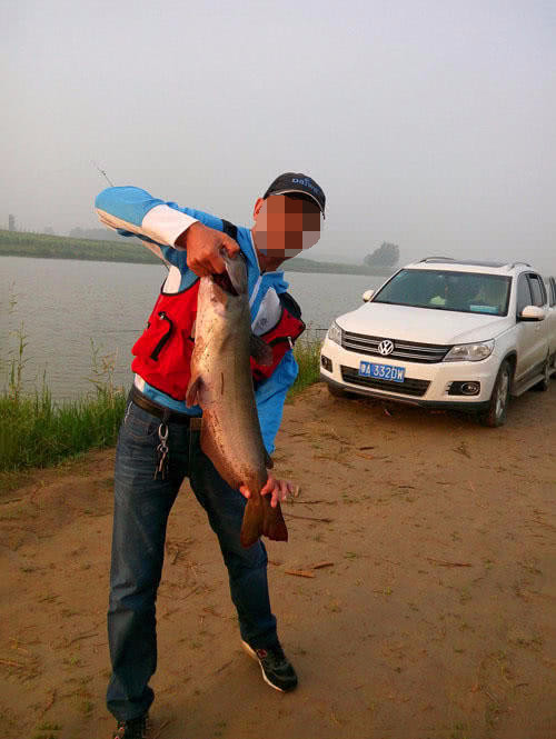 叉尾鮰鱼怎么处理,叉尾鮰的鱼的习性与钓法