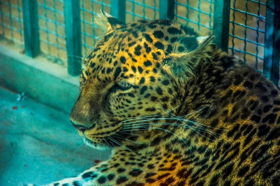 鸿茅药酒最新研究成果,鸿茅药酒获奖的标准
