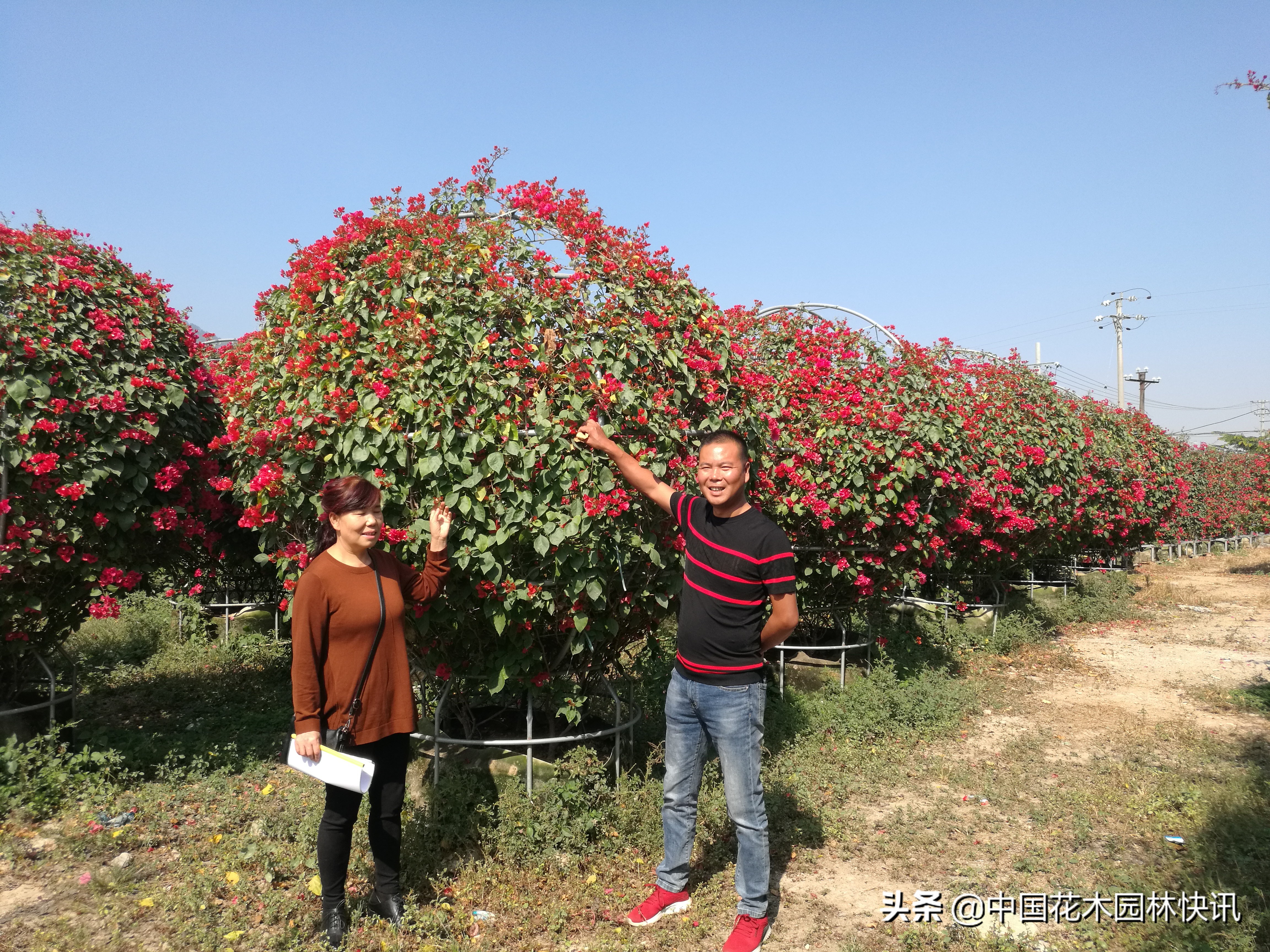 缤纷三角梅,缤纷多彩三角梅