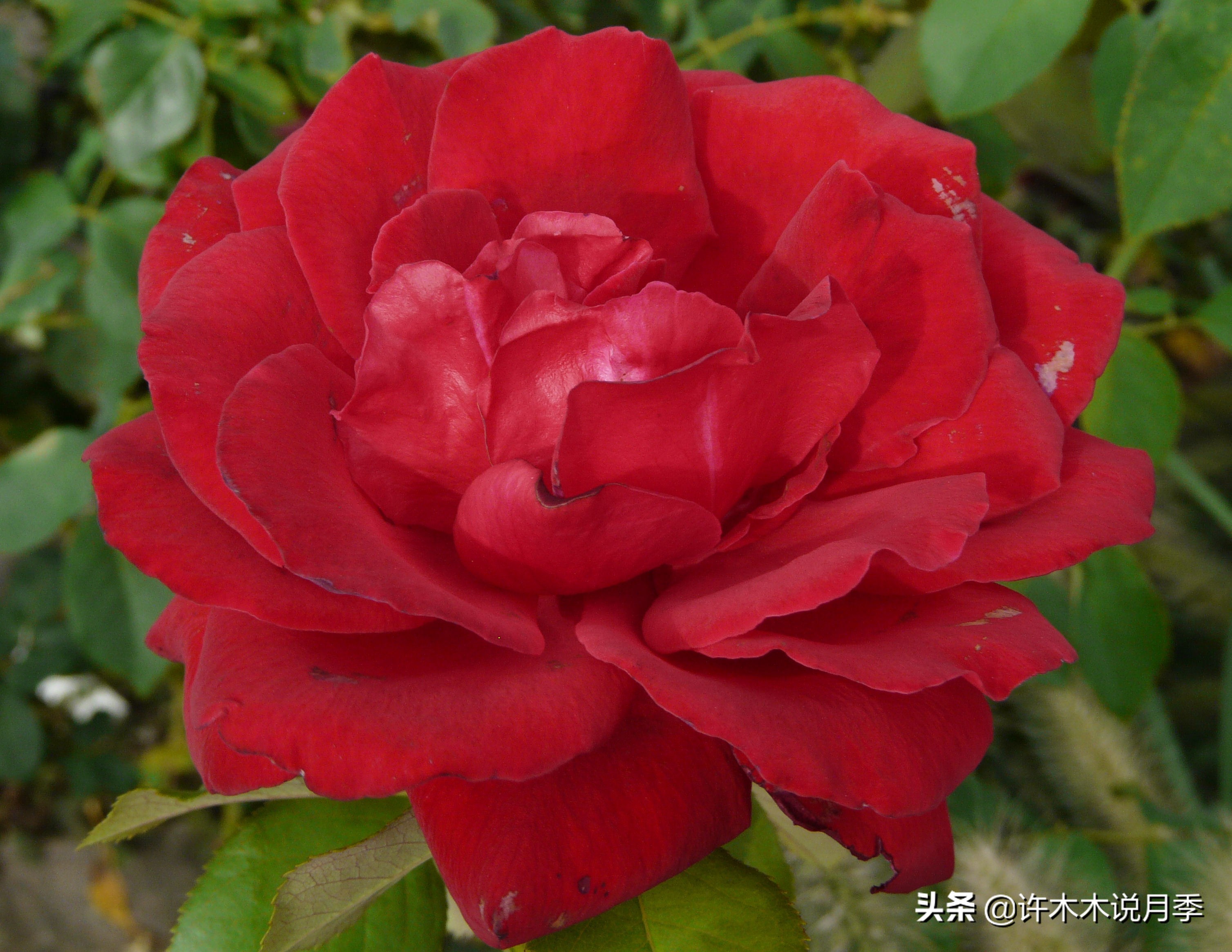 20款大花浓香的月季,好看好养四季开花的月季