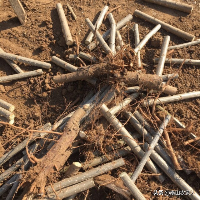 育杨树苗的最佳时间,育杨树苗泡多久