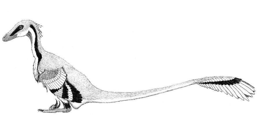 迅猛龙和伶盗龙是不是同一种恐龙,伶盗龙和迅猛龙的区别